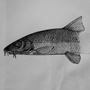 Fisch Tusche