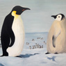 Pinguin